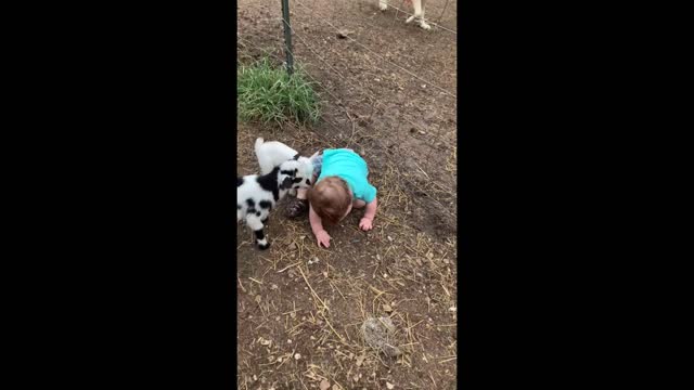 Little baby goat adorable wanted to be friend with a little boy.