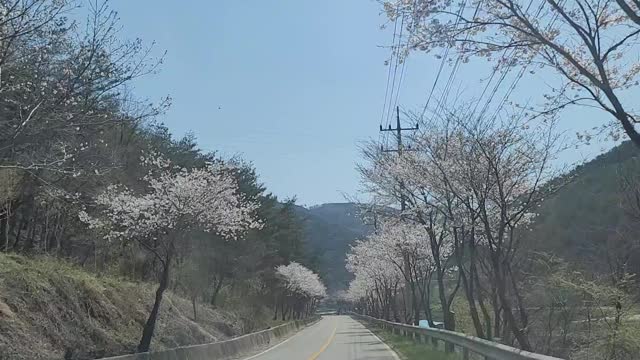 The road surrounded by cherry blossom trees