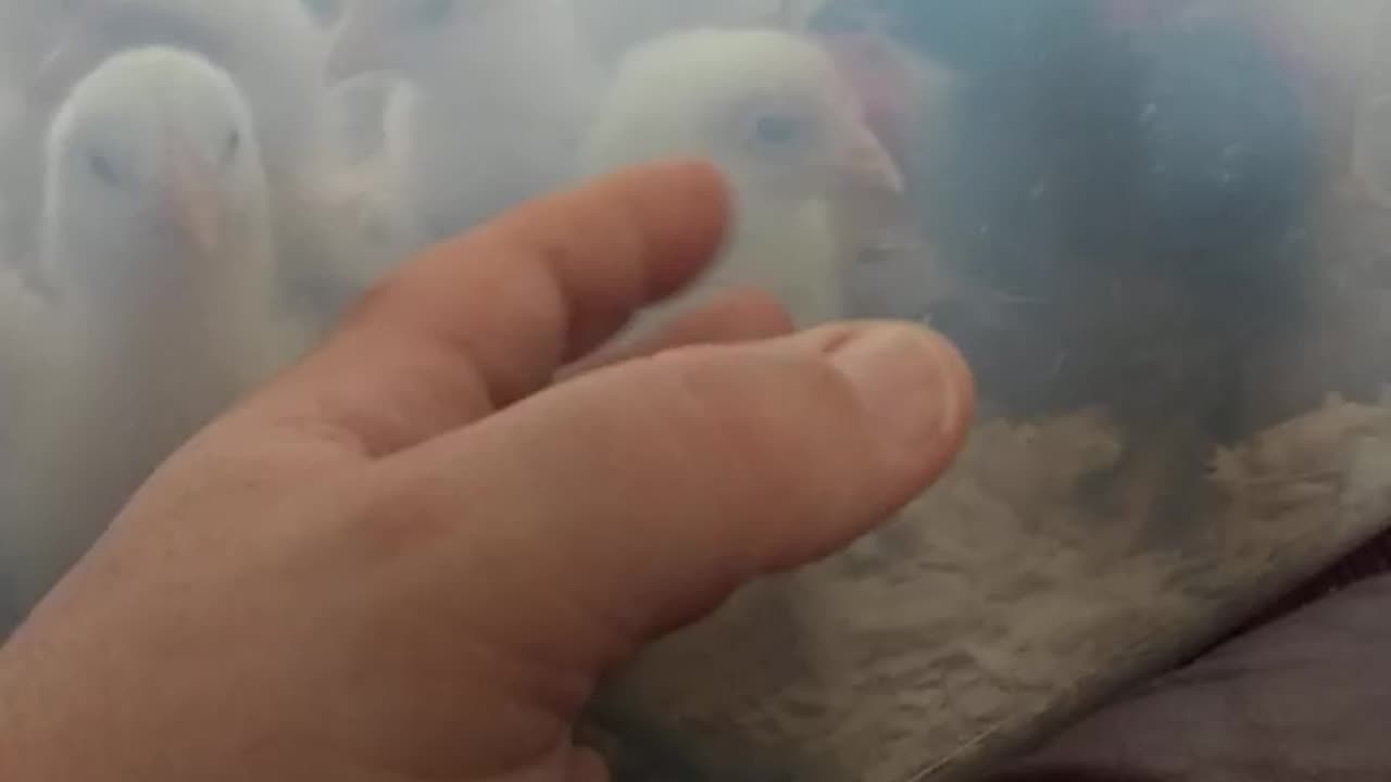 Curious Chicks / See through brooder. #homesteading #familyfarm