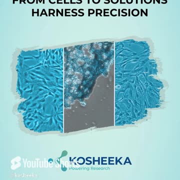 Did you know? Animal cell cultures are crucial for drug screening. #kosheeka #primarycell