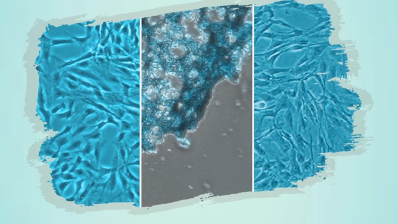 Did you know? Animal cell cultures are crucial for drug screening. #kosheeka #primarycell