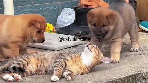 Cute Cat Video Adorable Cat Video Kitten Video Sleeping Cat Video Lovely Cat Cute Cat Baby Video 7