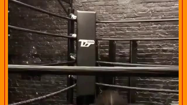 Zion no ring