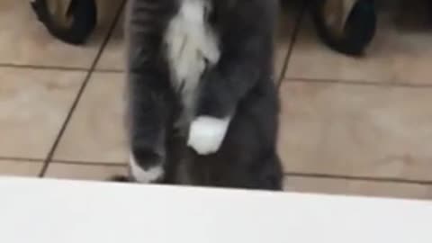 The cat's reaction to the snake