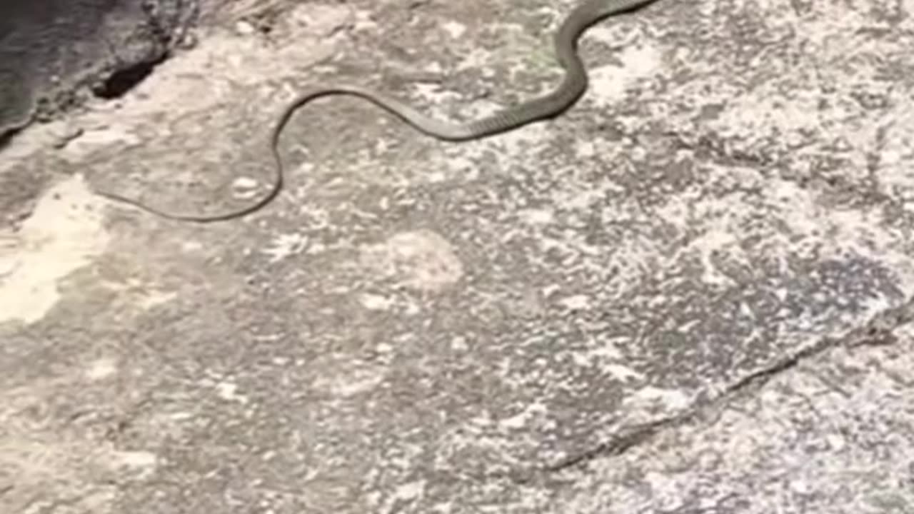 Lizard trying to escape from Snake