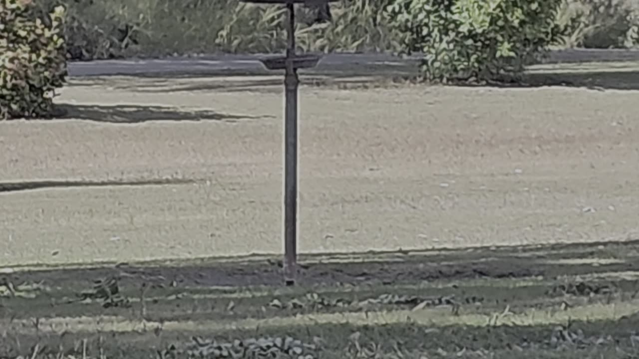 Sulfur Crested Cockatoos being Galahs... Not really