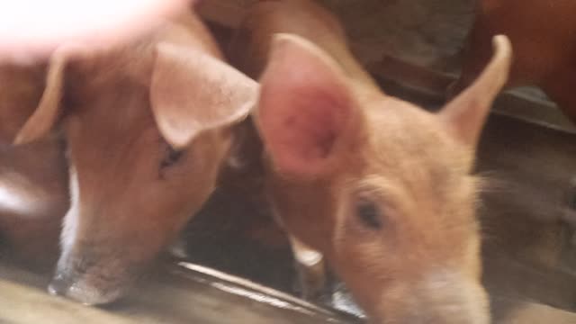 the piglets look so funny and cute