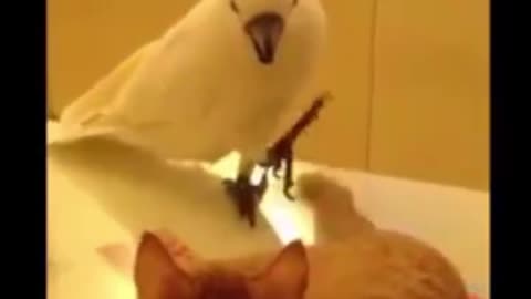Dog & Cat videos/ Funny animals videos...............@2024