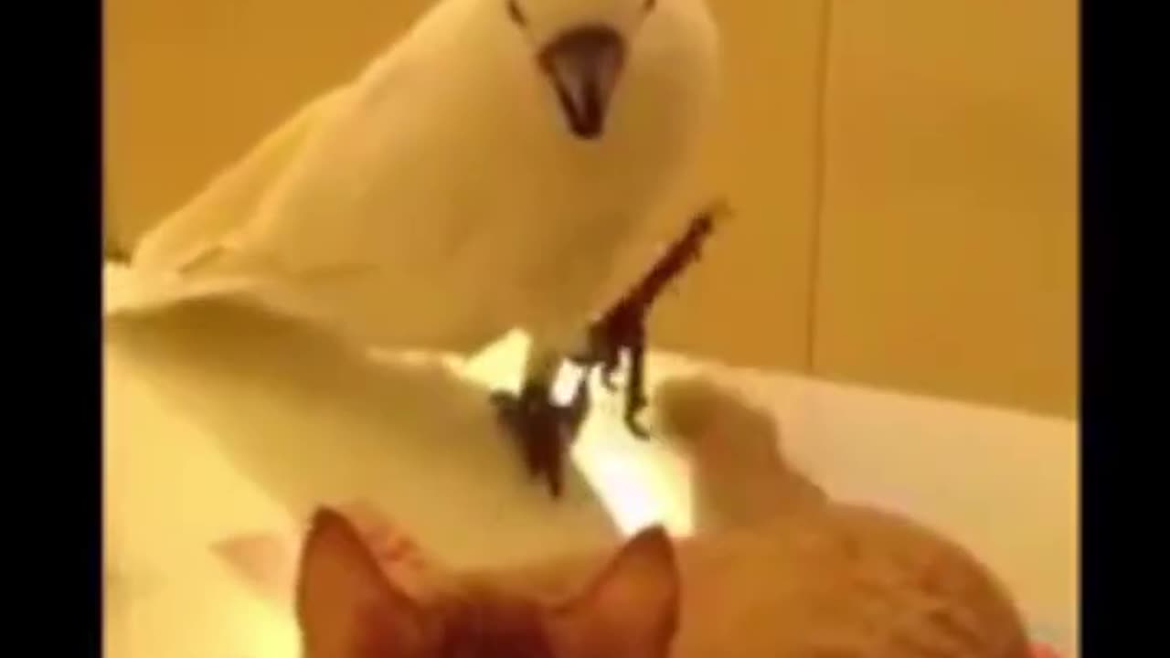 Dog & Cat videos/ Funny animals videos...............@2024