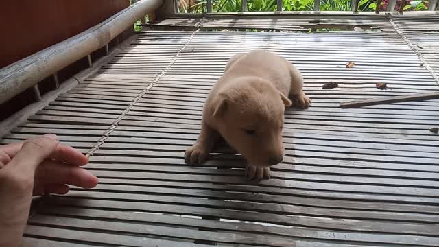 cute brown puppy