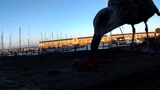 Fritz the Friendly Seagull eats Cheerios for dinner