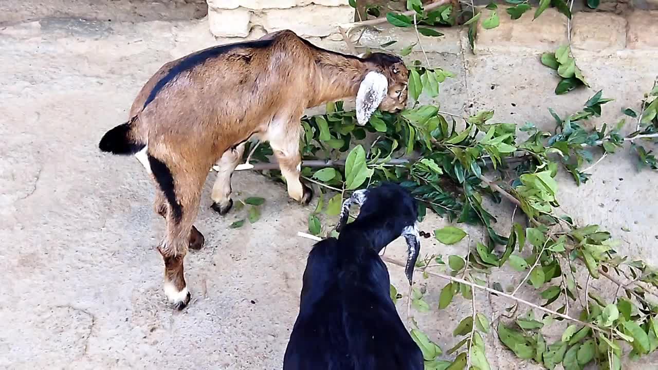 Indian goats | Pets | animals