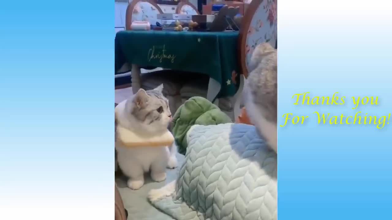 Funny and Cute Cat's and Dog's moment's