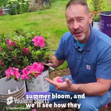 Have You Ever Heard of Reblooming Azaleas?