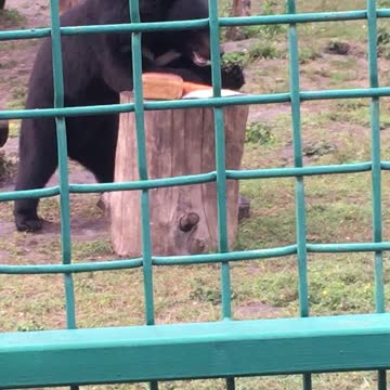 Bears in the zoo lunch