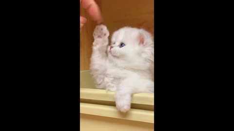 CUTE KITTEN PLAYING WITH HER FINGER