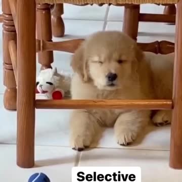 Don't call me lazy hillarious vedio😂