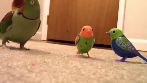 Real Bird's Reaction to Digibirds