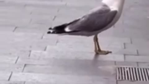 🤢🤮Street rat get eaten by bird!!!