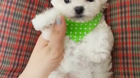 Teacup puppy is lovely