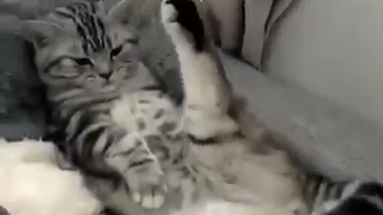 cat funny videos cute