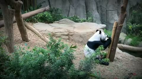 So cute baby Panda funny video baby panda playing with bance wood