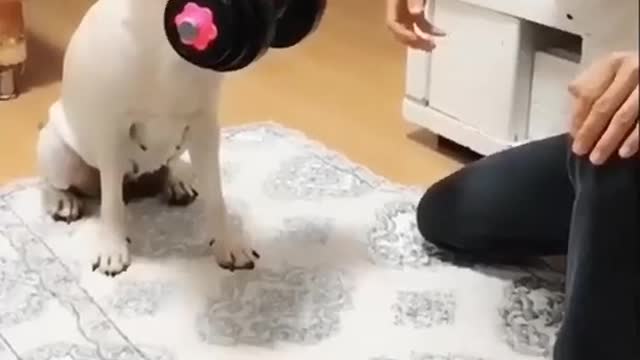 Intelligent Furry Friend!