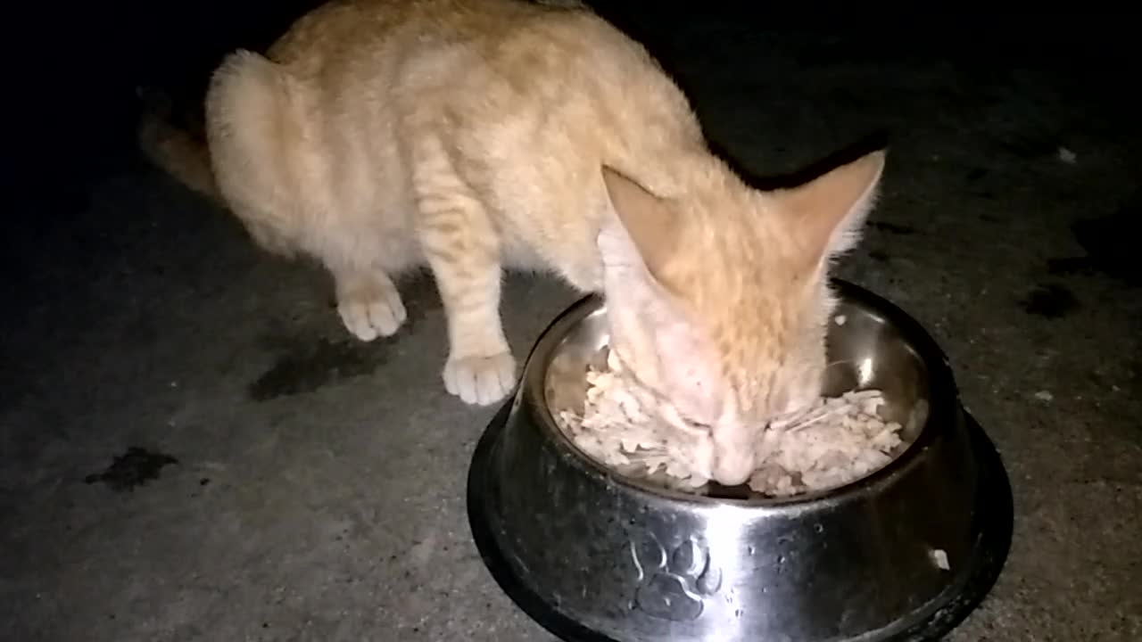 STRAY CAT ALWAYS COME EAT OUR DOG LEFT OVER