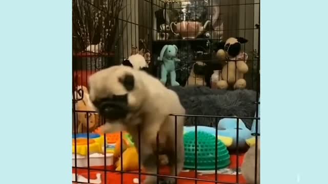 Cutest Puppies Funny Dog Video 2022/Cute and funniest Dog Video Compilation