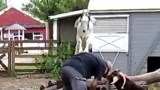 goat massage