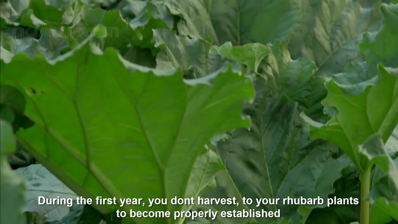 Awesome Red Vegetable Farm To Harvest - Plant vegetables in the dark - Rhubarb Cultivation