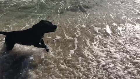 Dogs first time on the beach