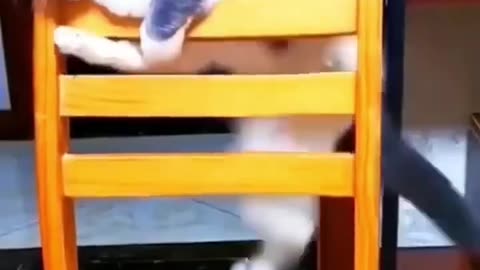 🐱 Funny cat videos - cute cats - Try not to laugh - Cat videos Compilation #shorts 🐈_18