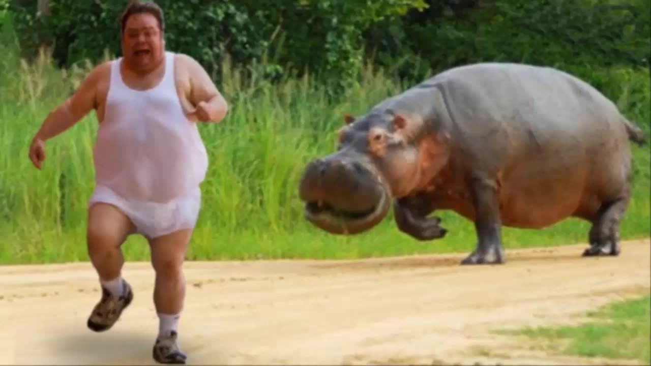 funny video of animals chasing humans