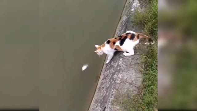 Funny cat videos 😹😹😹😹😹 #4