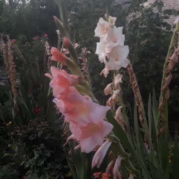 Evening gladioli