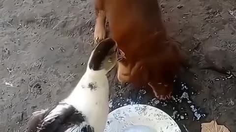 Animal funny videos😂😂