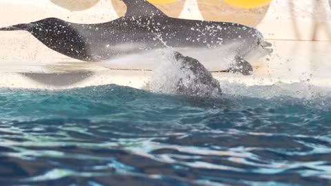 Dolphin Splashing around