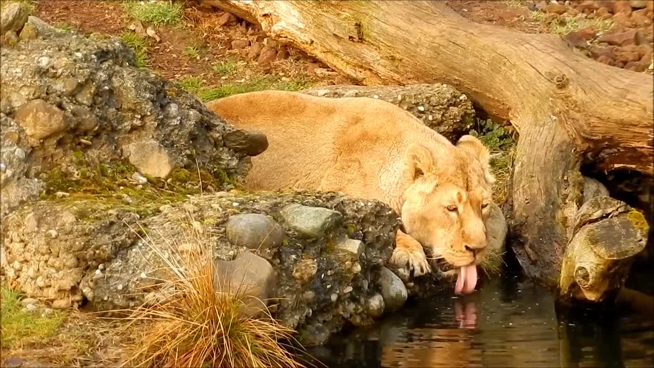 Lion drinking water