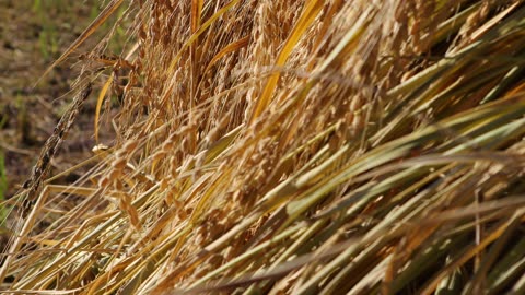 In the fall, we harvested the rice, cut the straw, and bundled it up