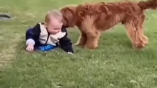 Cute funny dog playing with baby boy lovable scene