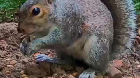 Caught a squirrel eating my nuts!