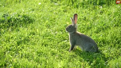 Rabbit Body Language Explained
