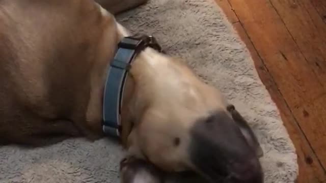 Brown dog lies on the floor and plays with red stuffed toy