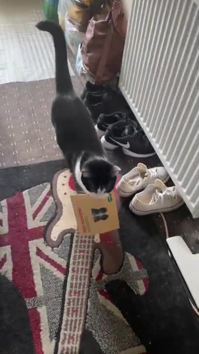 Leo the Cat Helps with the Mail