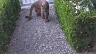 Mountain Lion Watching Children Play