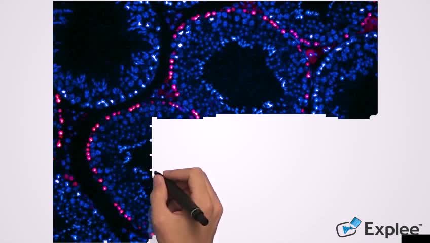 what are endothelial cells