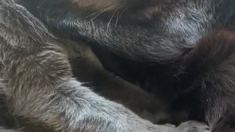 There is such a thing as too much love...