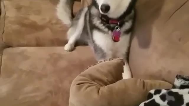 Stubborn husky throws FUNNIEST tantrum