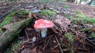 Mushroom